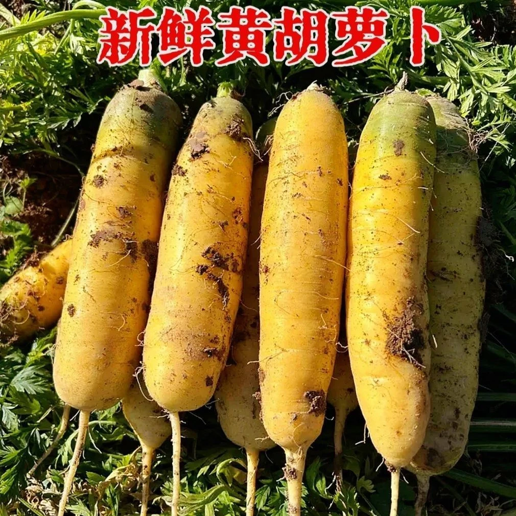 新鲜带泥黄心胡萝卜脆甜可口可用于手抓饭的蔬菜
