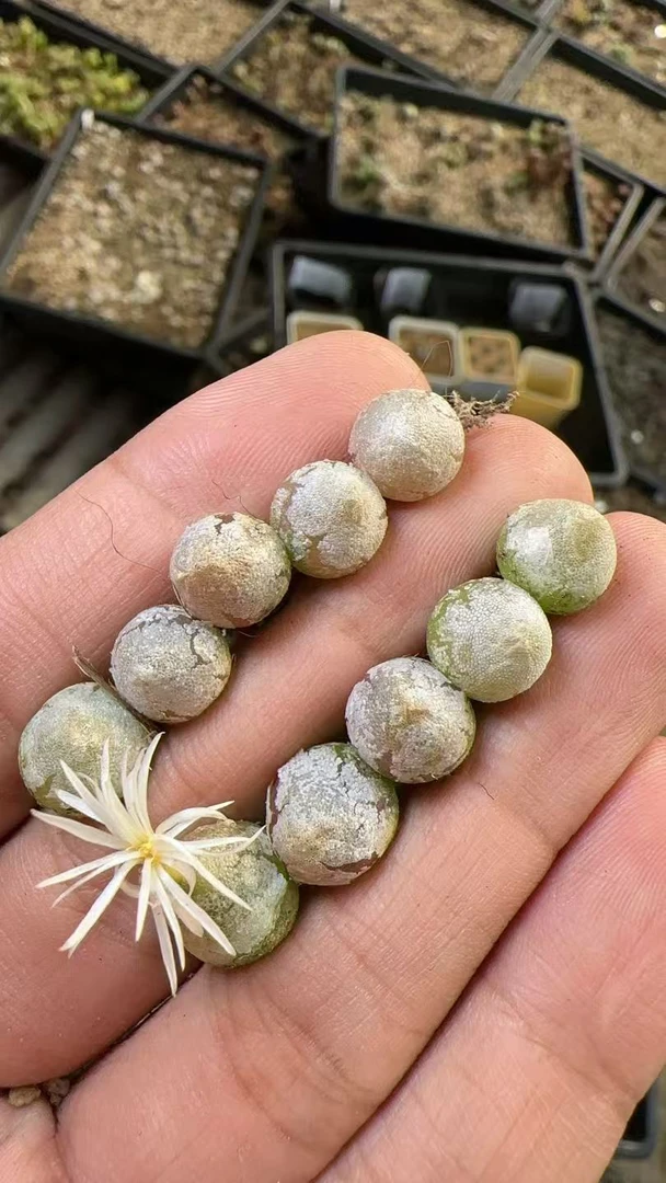 【天津专属】86多肉植物肉锥哈默灯泡一颗