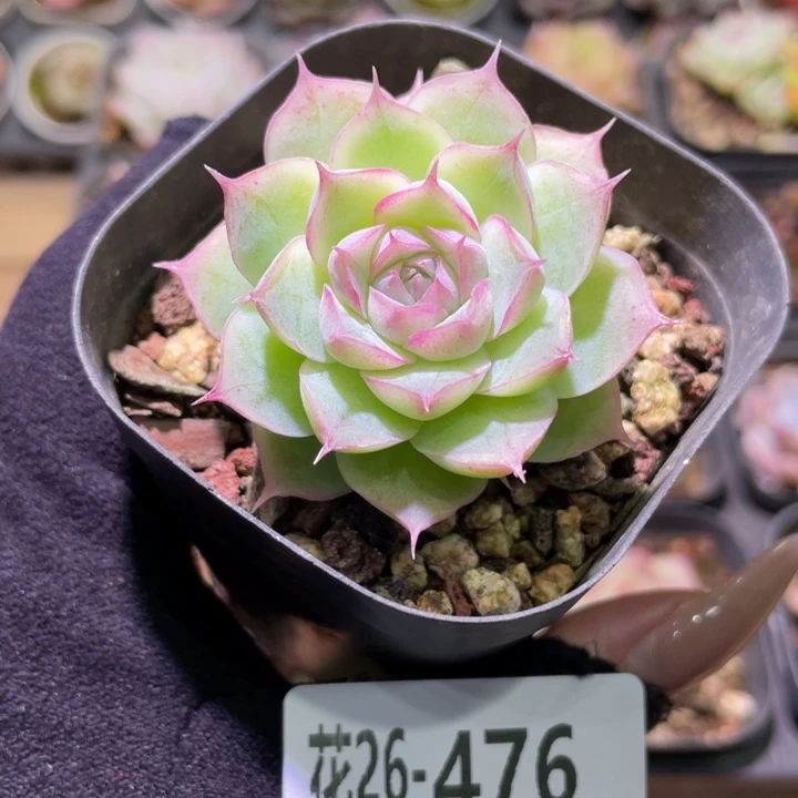 花利美26-476女王