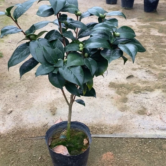 当前无花栽培后可以开花