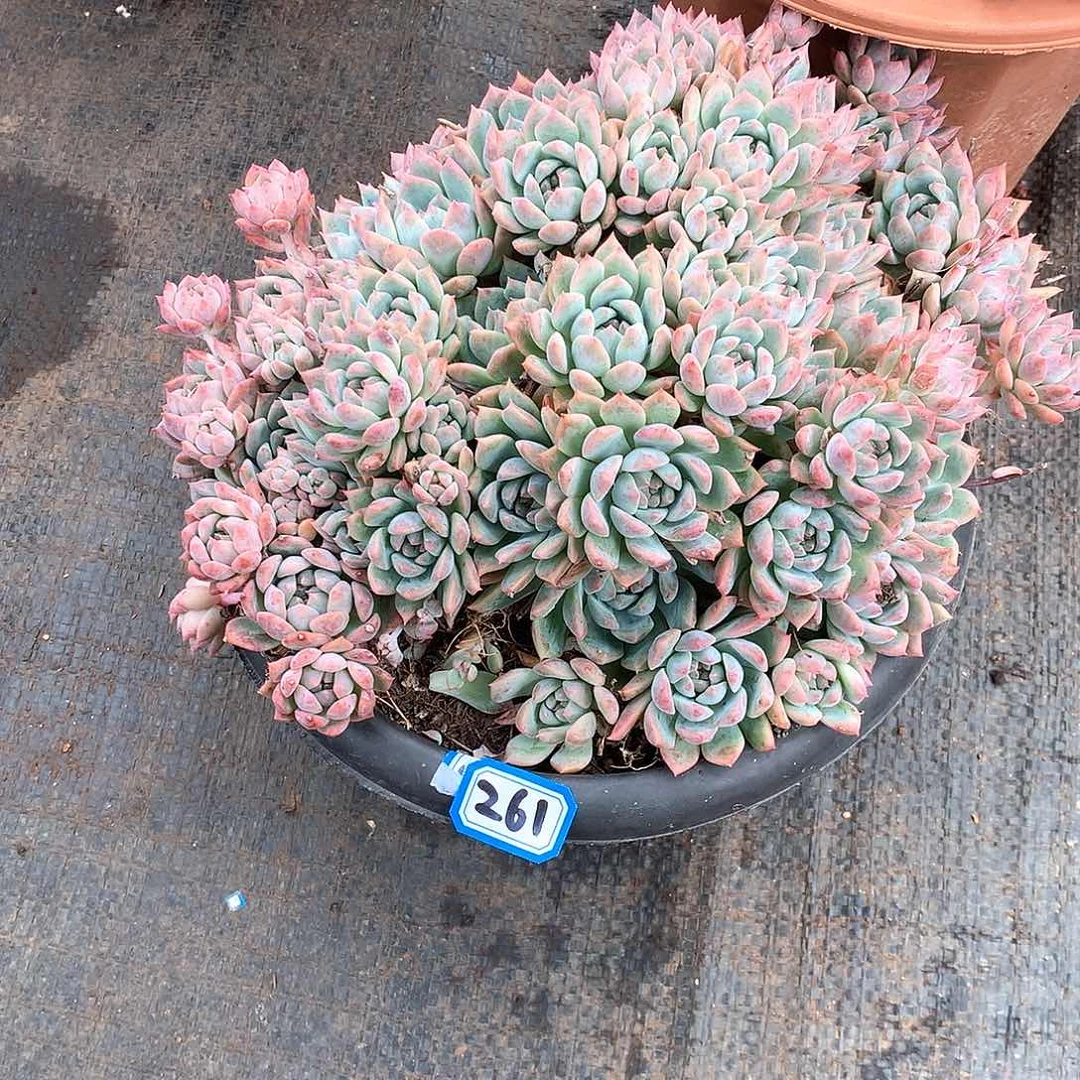 261窗花 一物一拍多肉