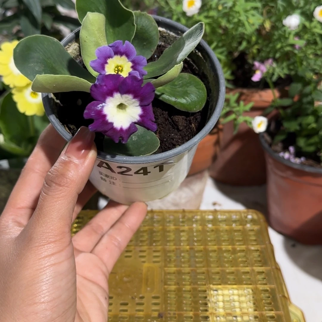 一物一拍耳叶报春A241