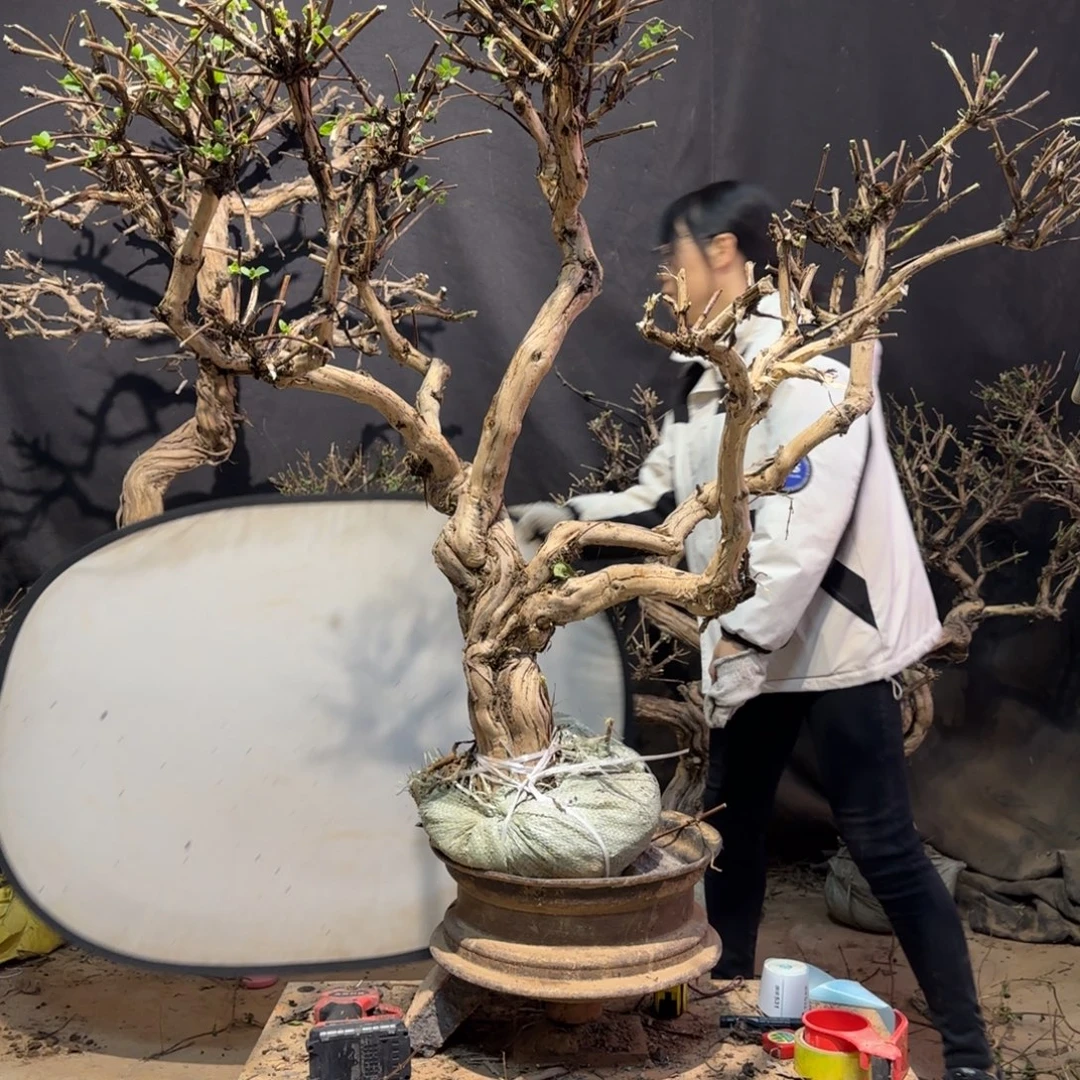 九***风金银花金银花金银花