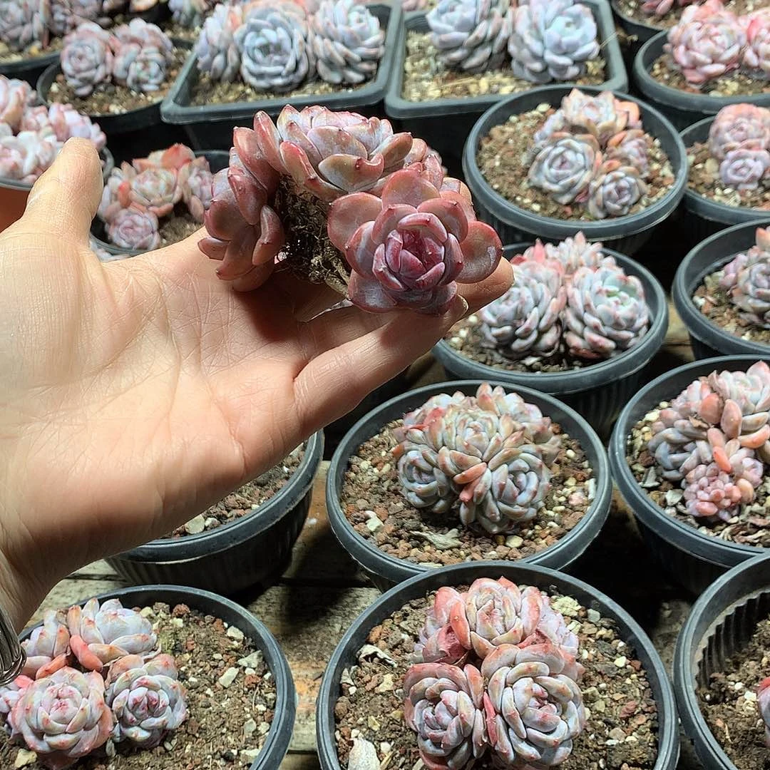 星影多肉植物哈哈51