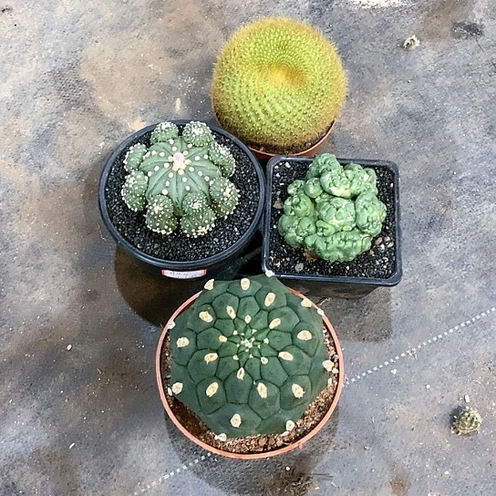 【闪购商品】仙人球