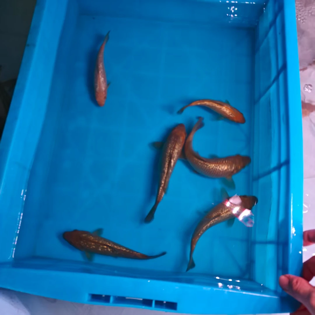 精品锦鲤闪鳞茶鲤