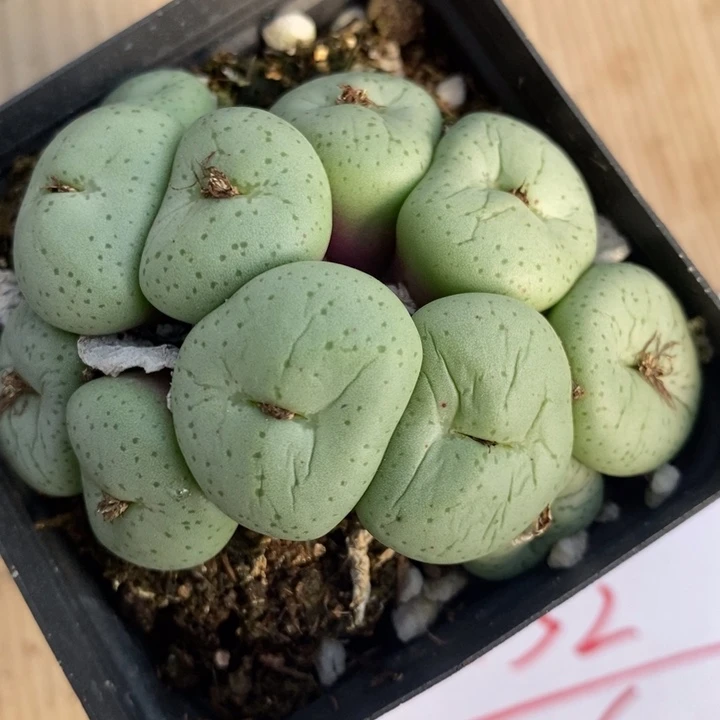 432吕氏大饼一群