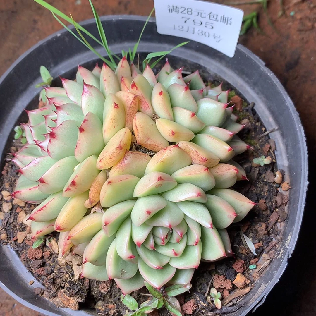 【闪购商品】云795号