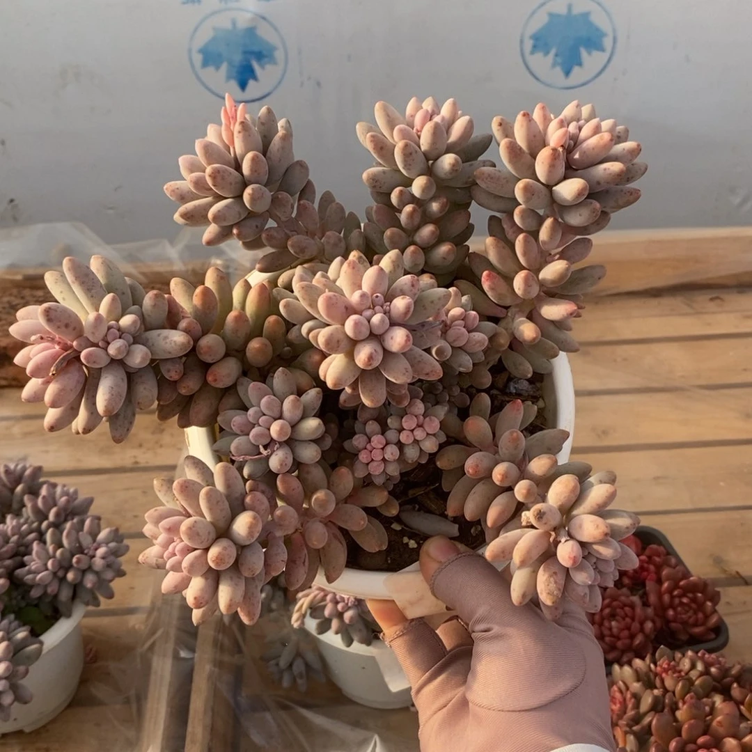 4463婴儿手指一物一拍