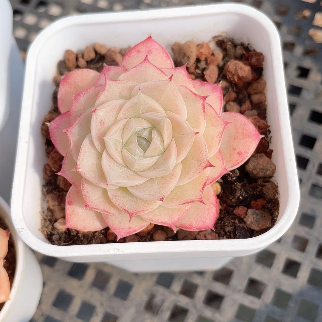 想*优选山茶花女王9582