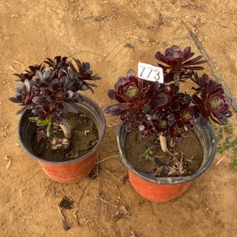 两颗法师一物一拍