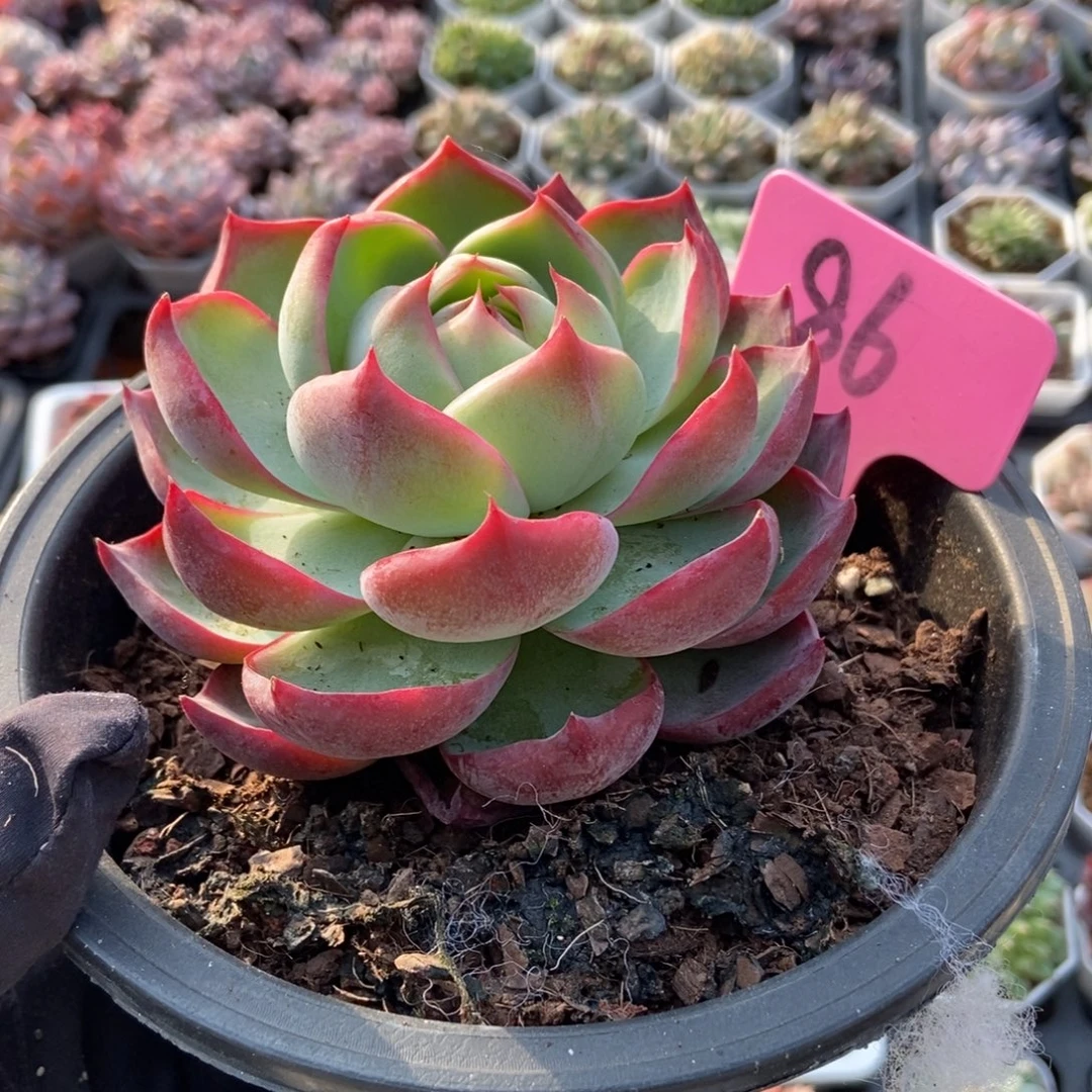 86惊鸿仙子多肉植物