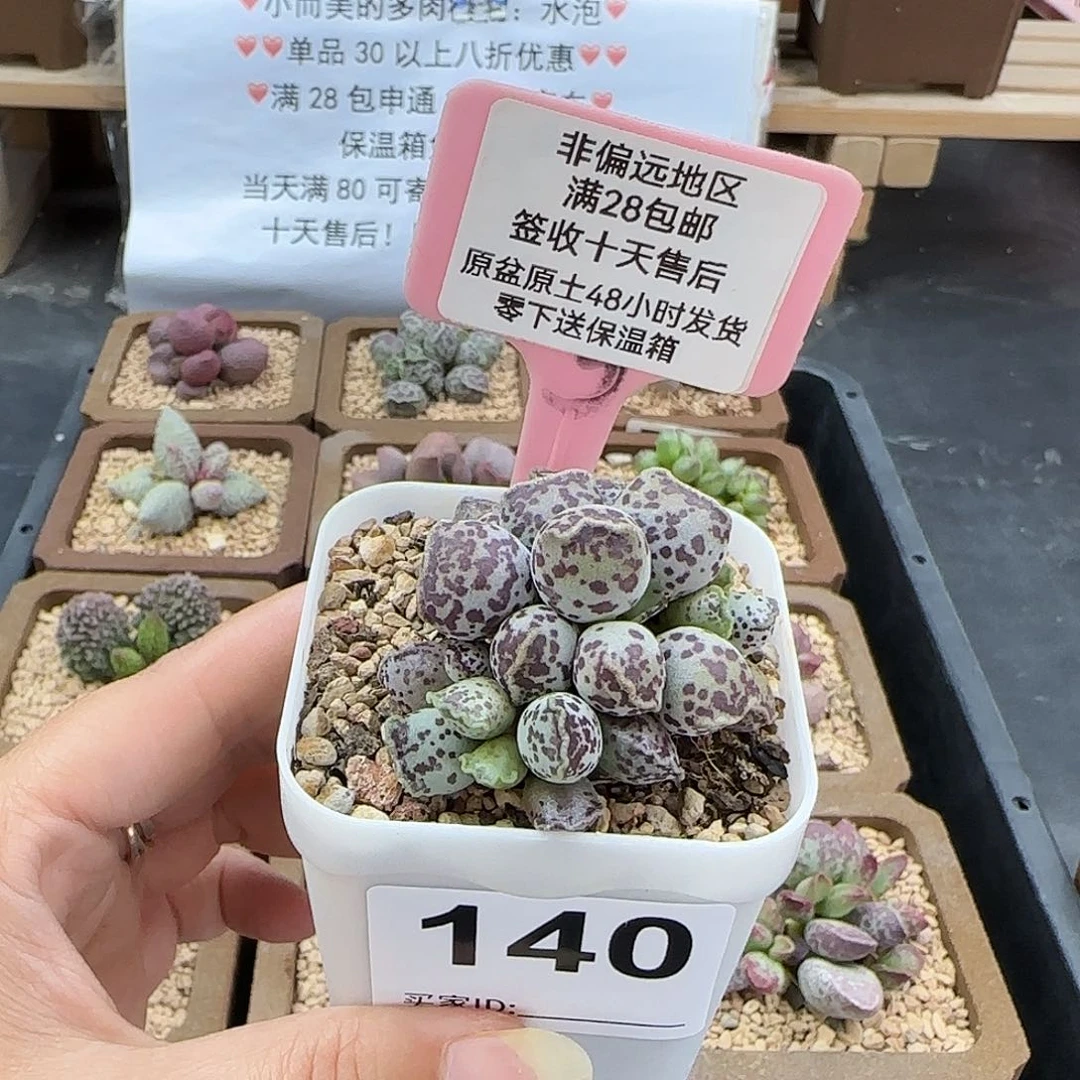 140达摩海豹多肉植物