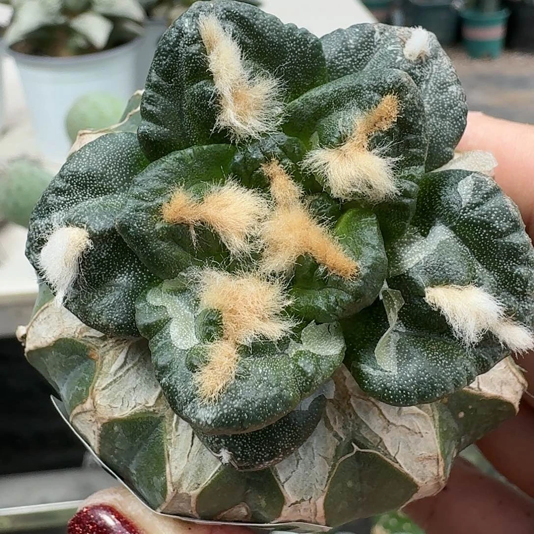 【闪购商品】无花朵大尤龟甲牡丹442