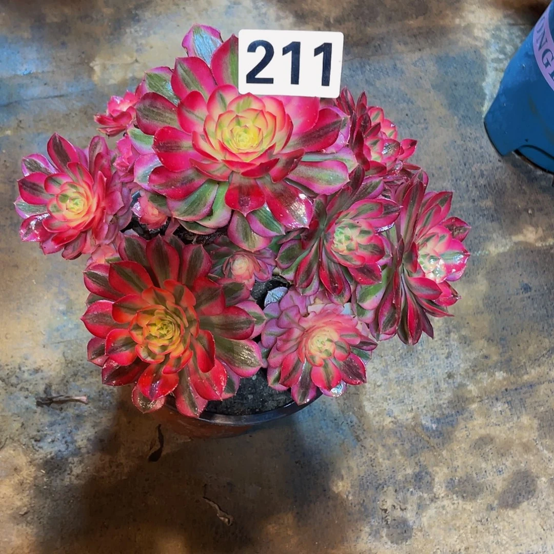 多肉法师211号倾城发货不包损