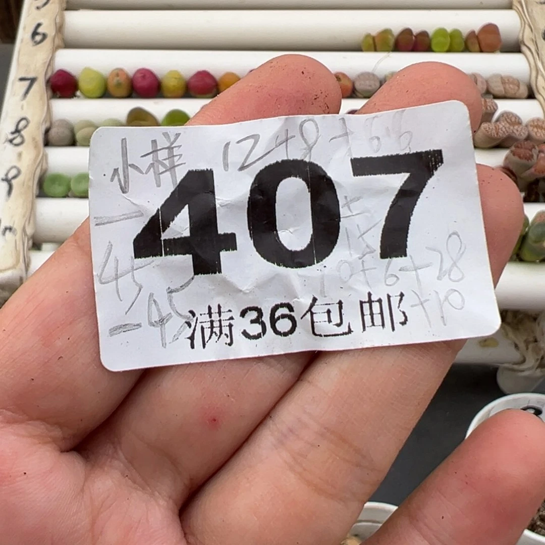 文*样4.18好看的多肉脱土发货407