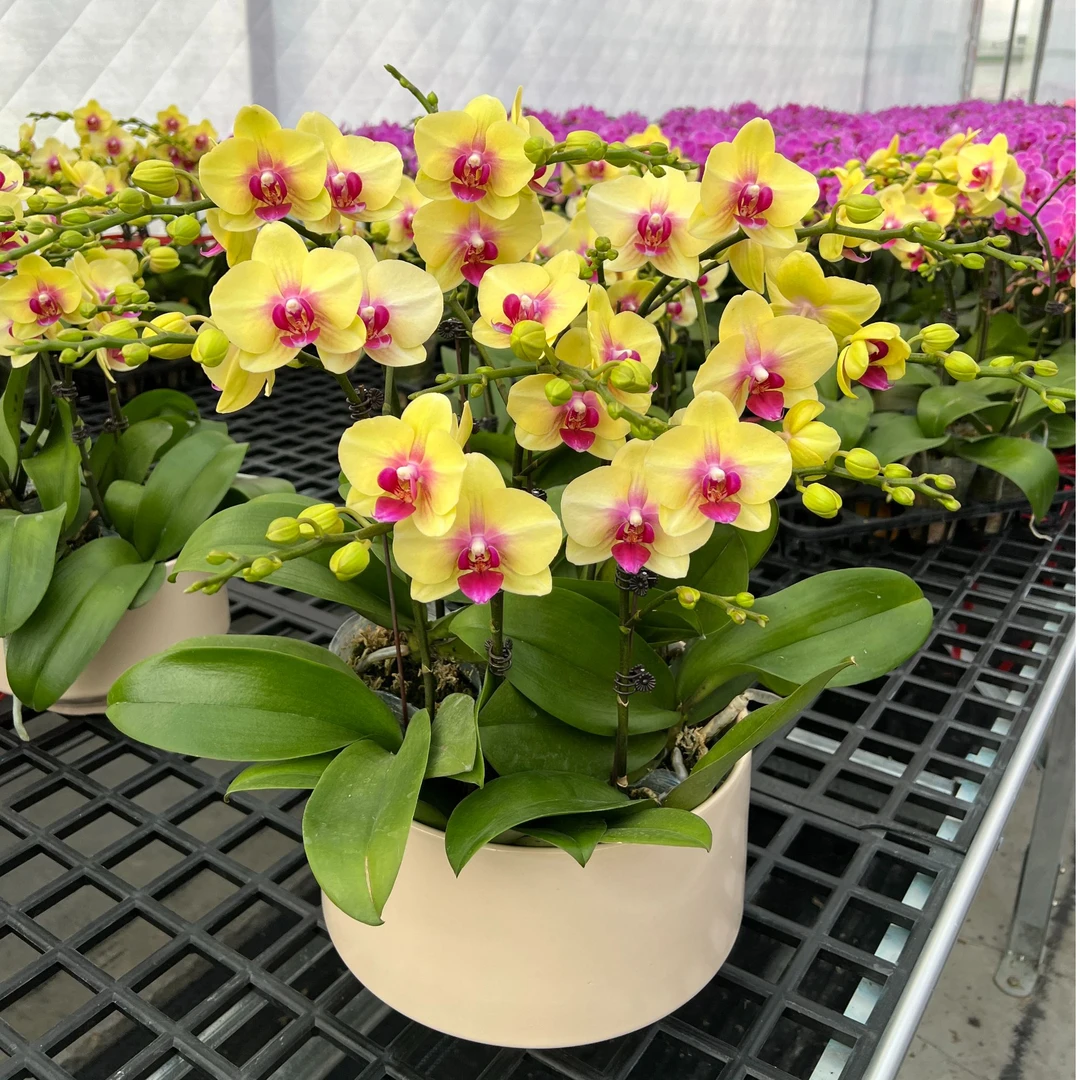 【朝日/一琳】蝴蝶兰花卉室内种植黄色系蝴蝶兰