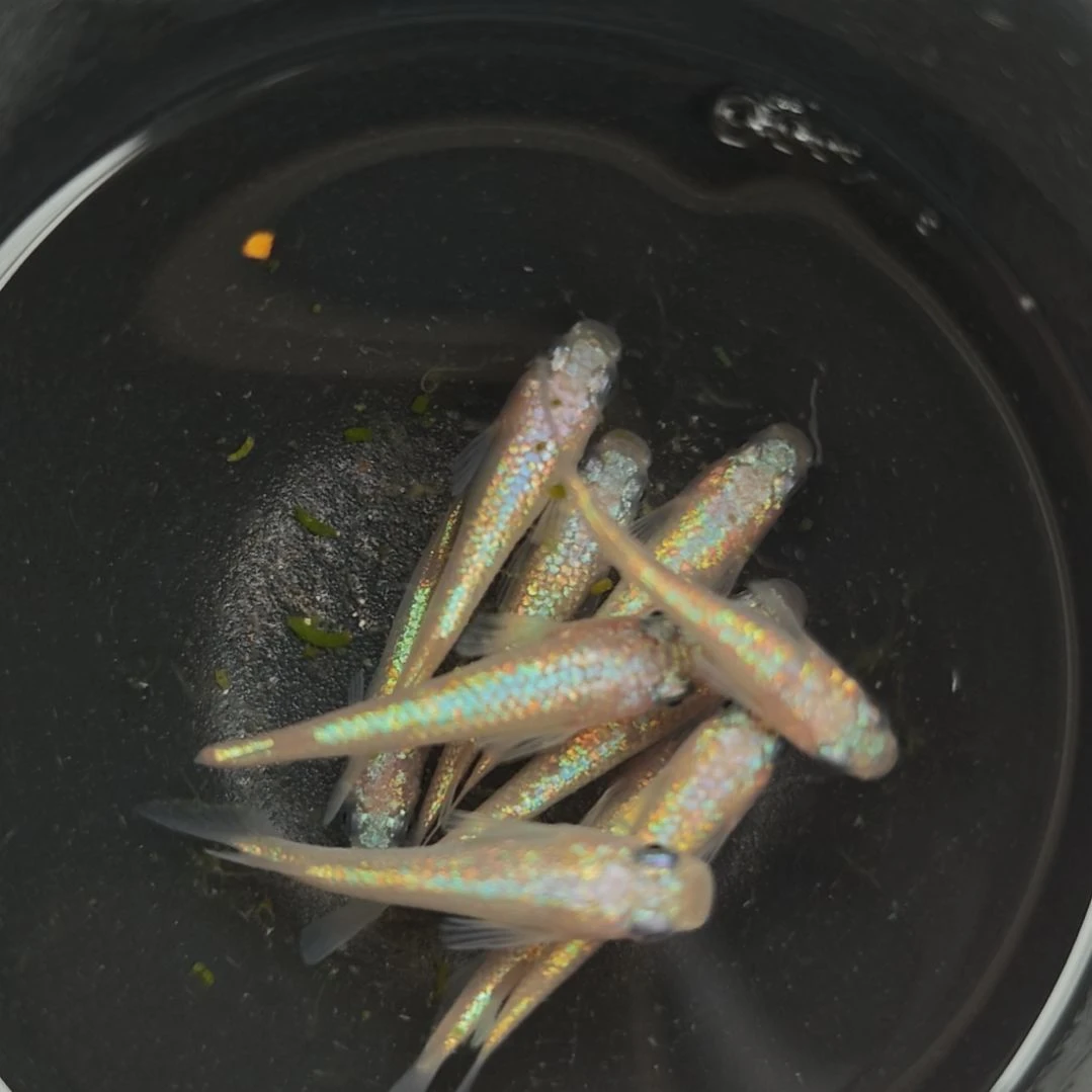 青鳉鱼002粉海王星一碗