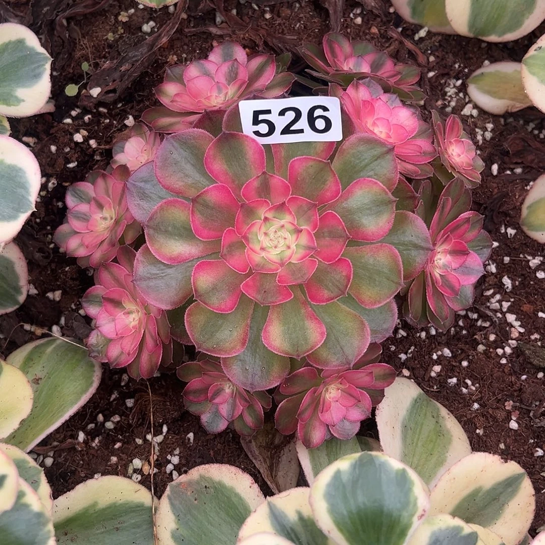 精品多肉植物526荔枝