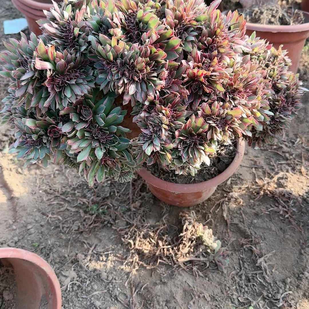 思***娅缀话脱土发货缀话