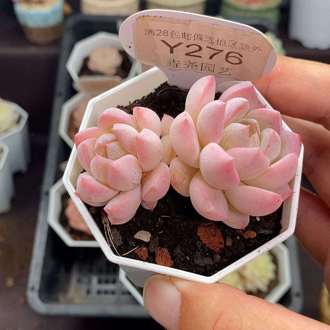 0276 星星糖 6cm