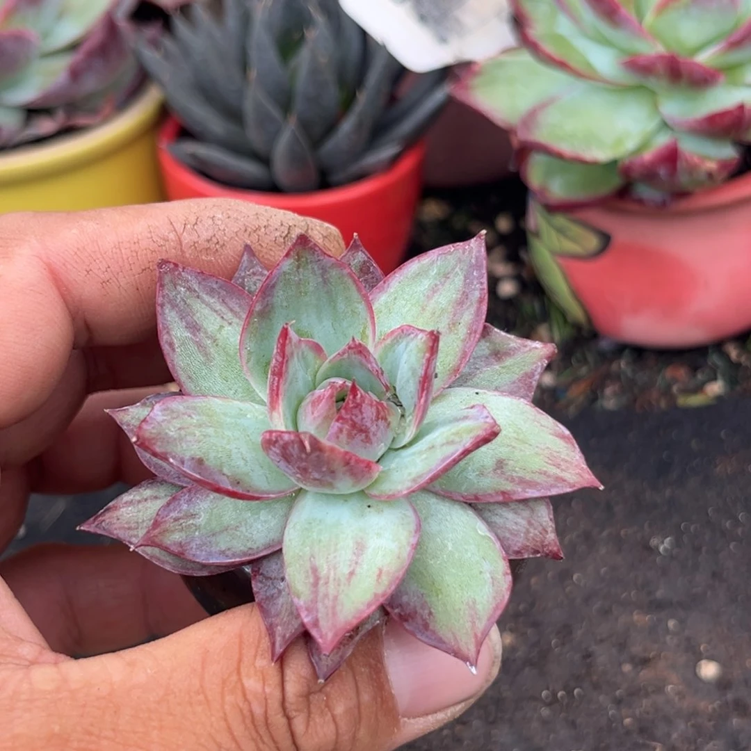 惊鸿一瞥多肉植物