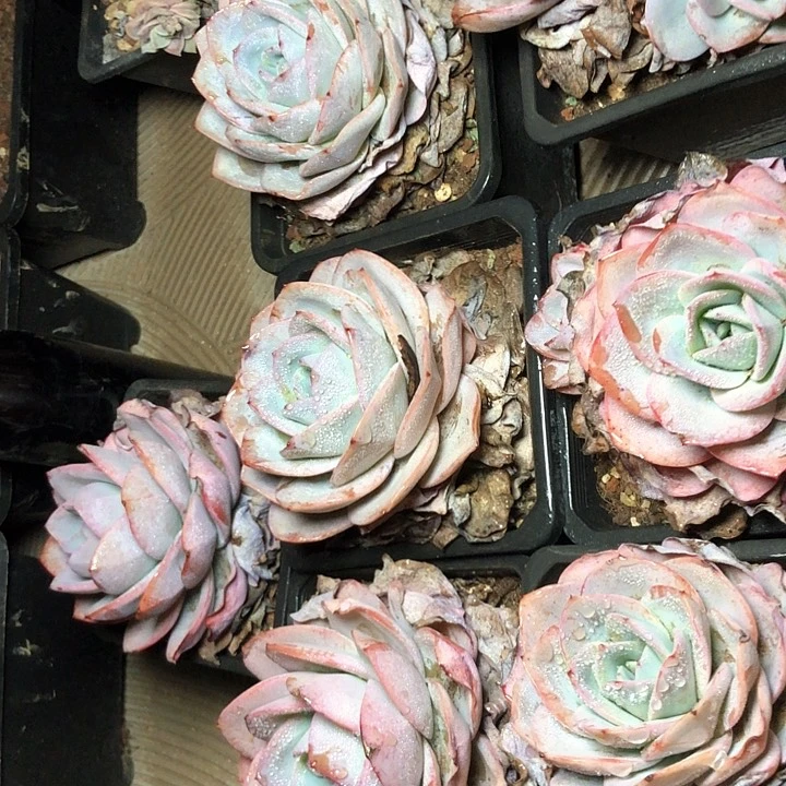 11////////////////////