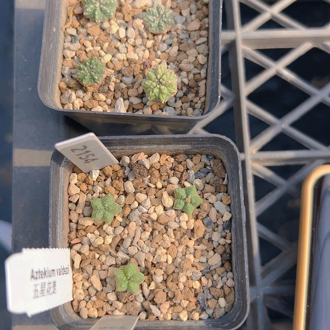 ****雪2863和736一起裸根发货