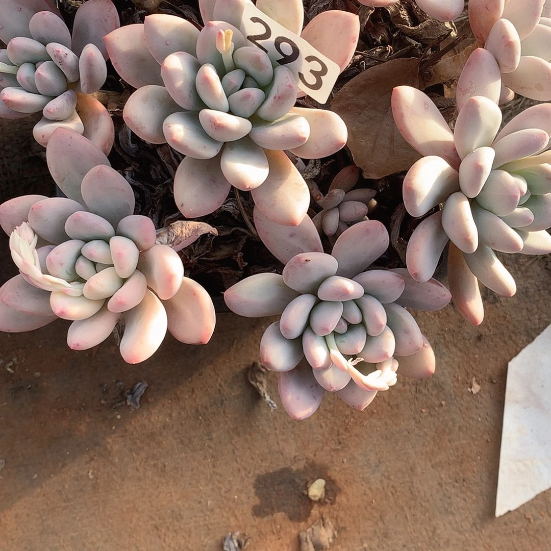 293 一物一拍多肉