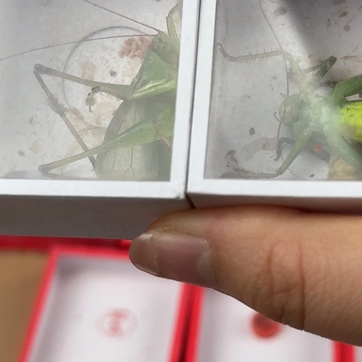 蟋蟀扎嘴2只…………5832