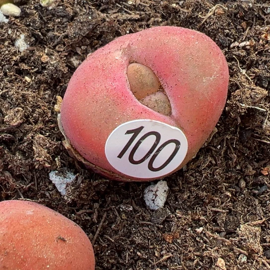 东**旺多肉植物111111111111111