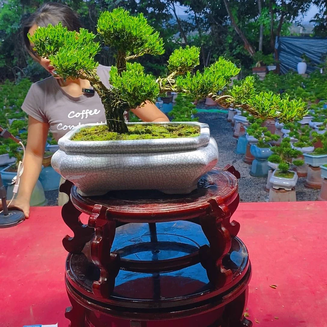 无花朵广东雀舌黄杨盆景