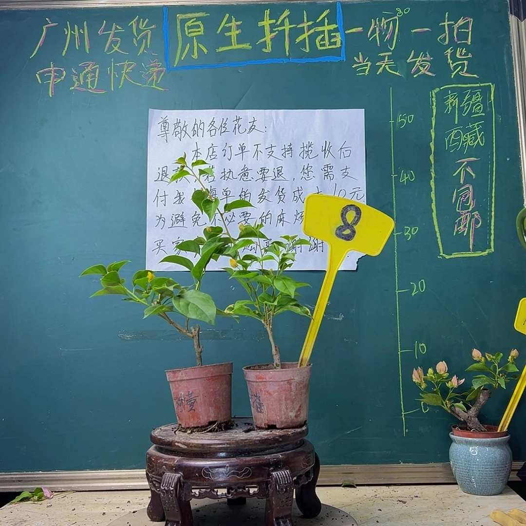 当前无花栽培后可以开花柠檬黄掌中宝 小金雀掌中宝 8