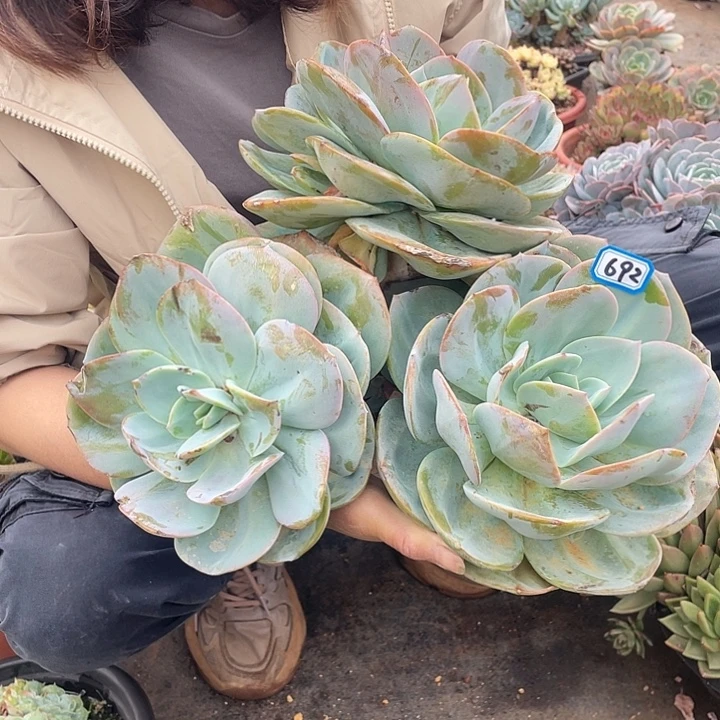 692凤 一物一拍多肉