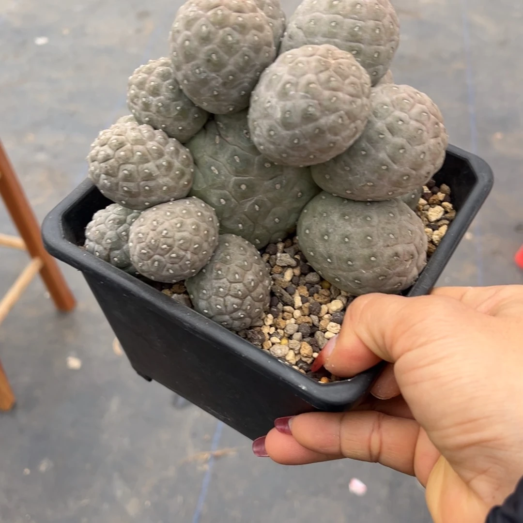 Y习自野团扇一物一拍仙人球