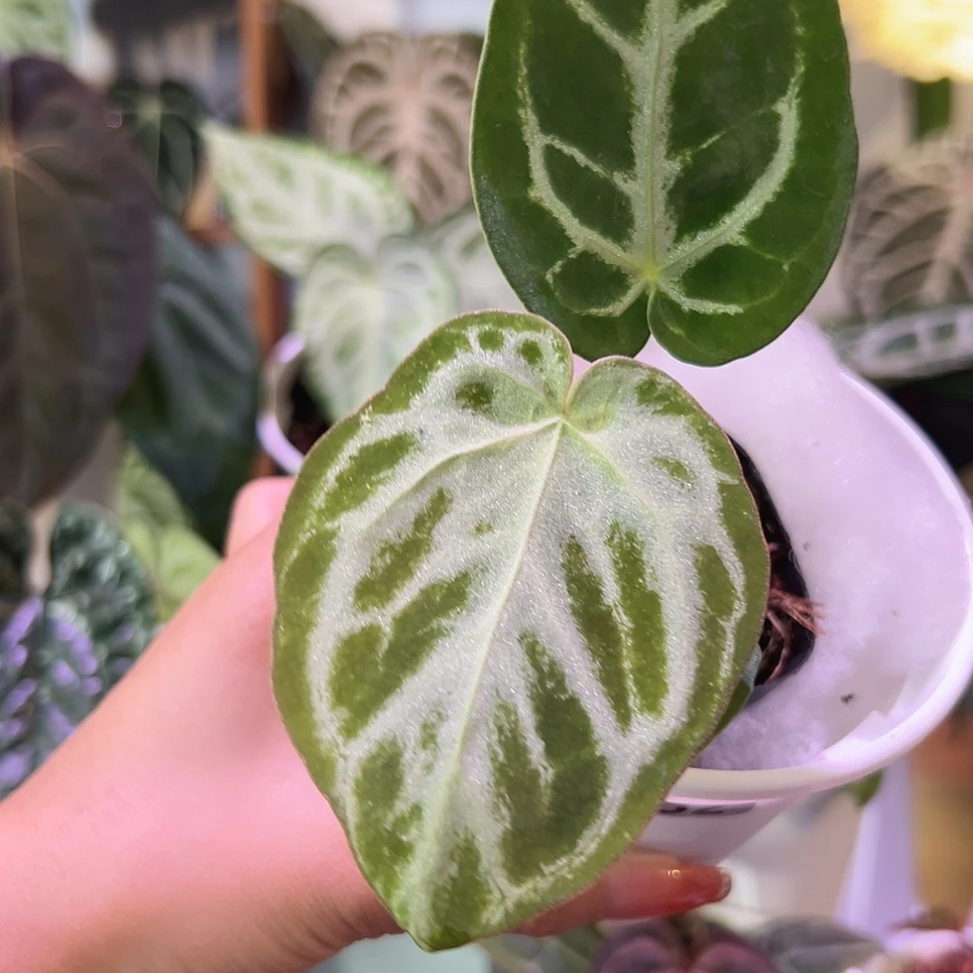 无花朵SKG银籽播152