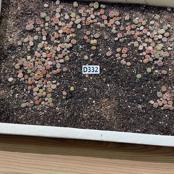 332生石花整筐脱土发货