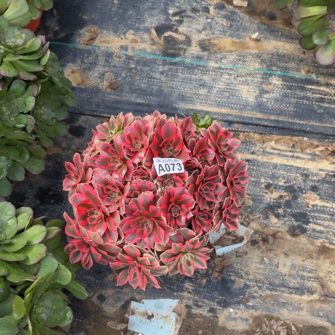 73多肉植物捧花的时候