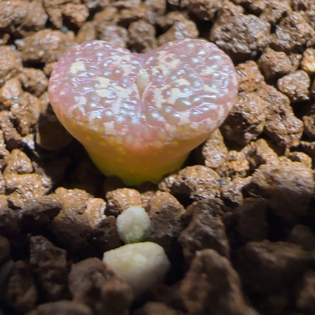 肉锥多肉植物组合-10km泡泡勋700