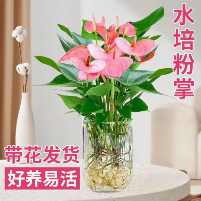 水培植物粉掌桌面盆栽带花水养红掌鲜花绿植办公室好养活室内绿植