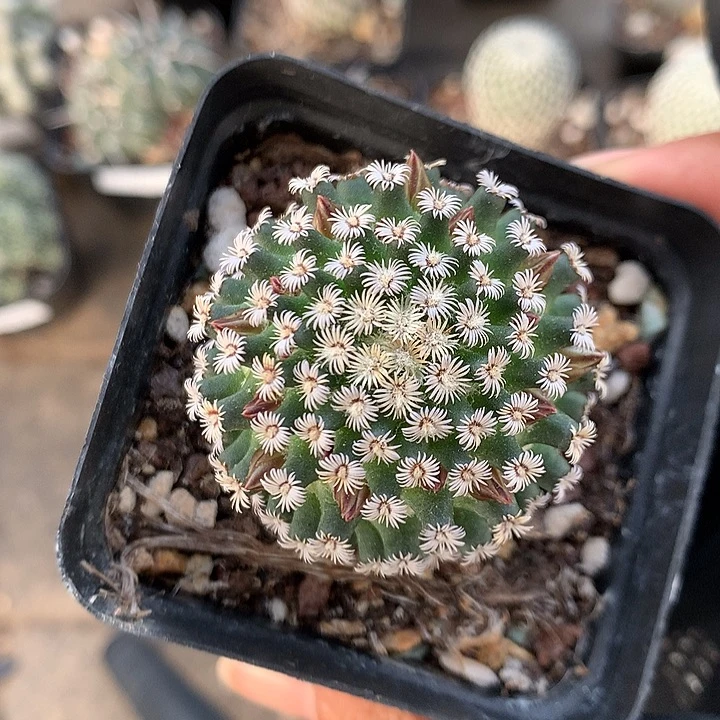 445 实生克氏丸4.2厘米