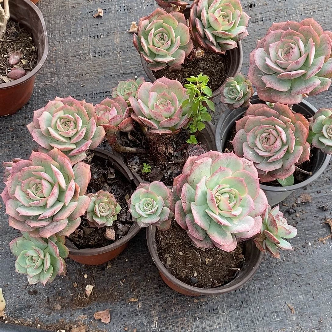 克罗地亚玫瑰3盆多肉植物