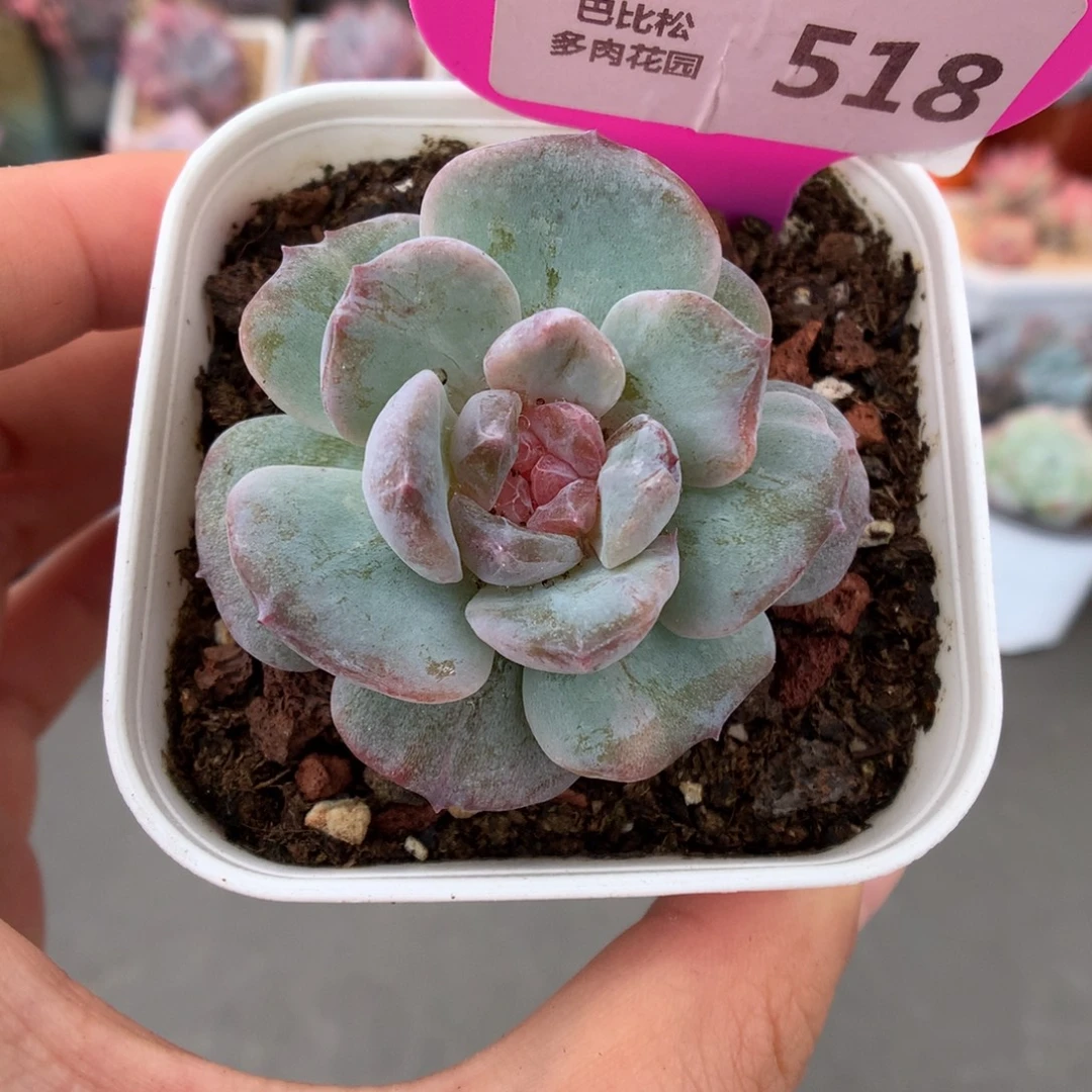 518珍妮石化多肉植物