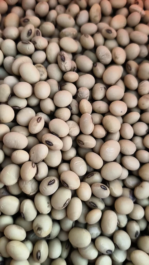 惠安农民伯伯种的黄豆可打豆浆煮粥等