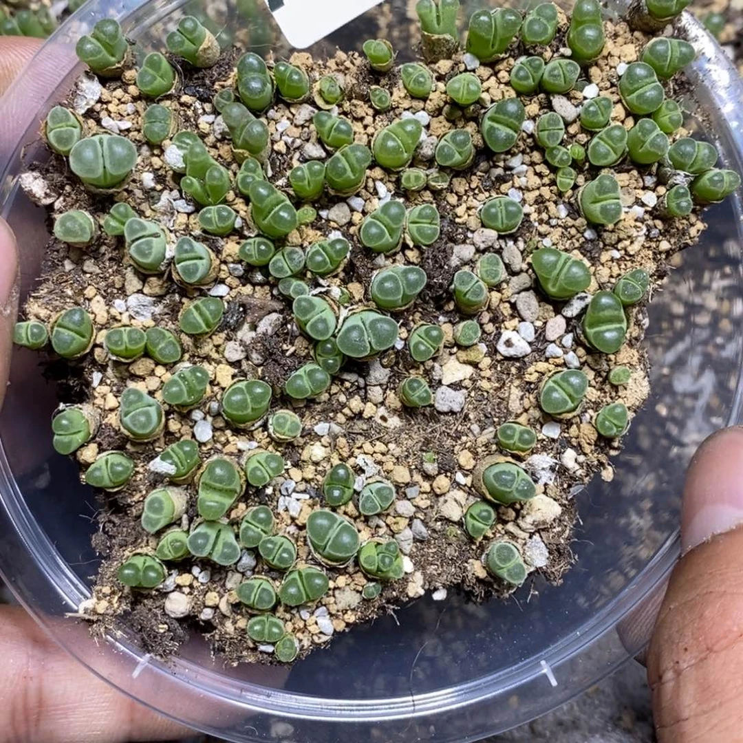 饭***团64号多肉植物多肉植物