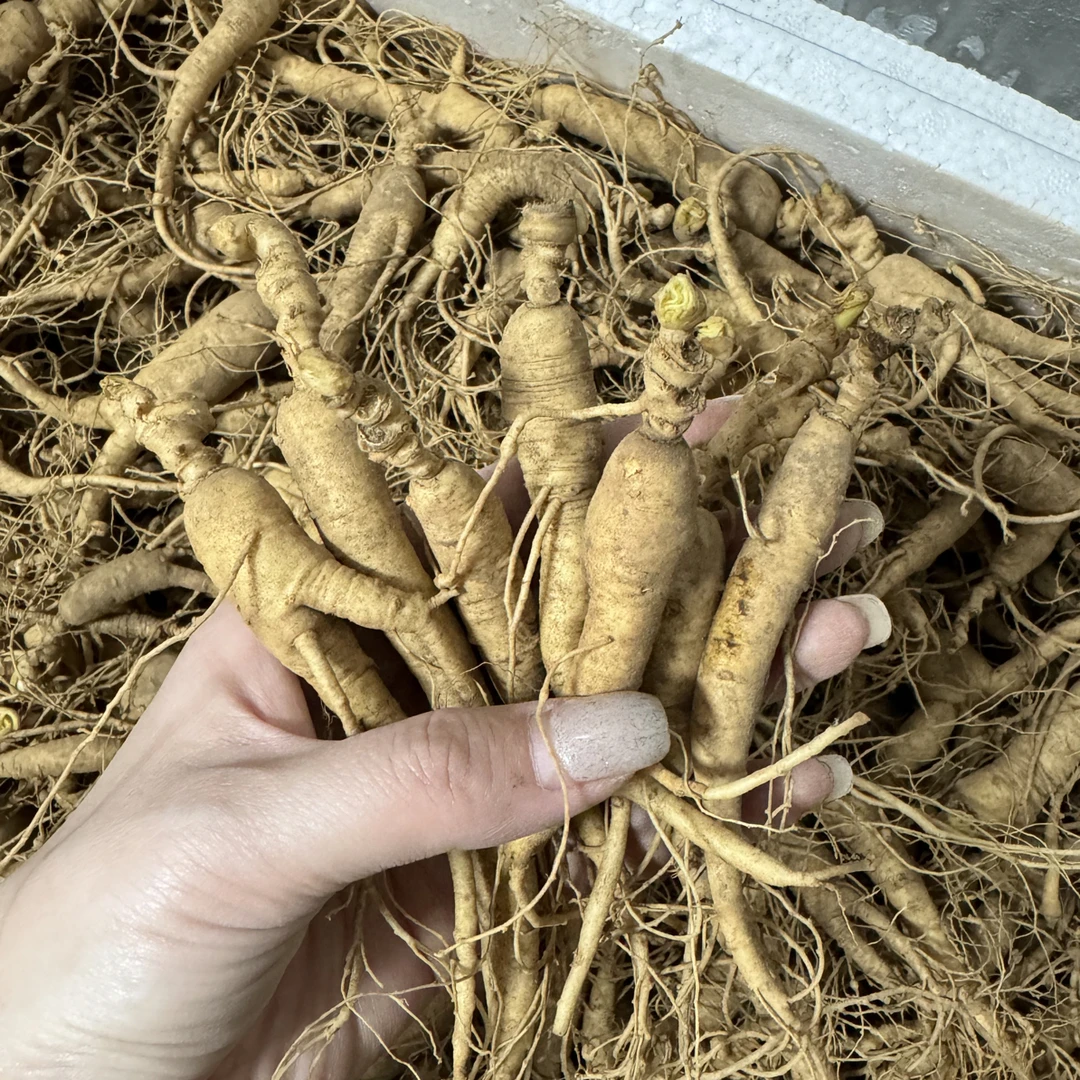 长白山正宗林下籽参泡水煲汤吃货参林下参滋补养生泡酒