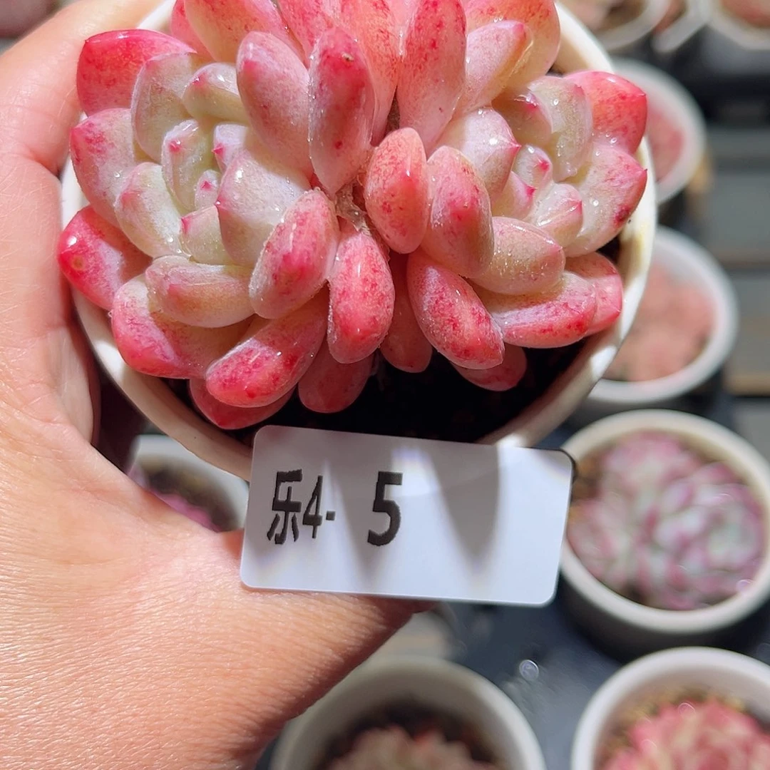 乐4-5 刚毅双头