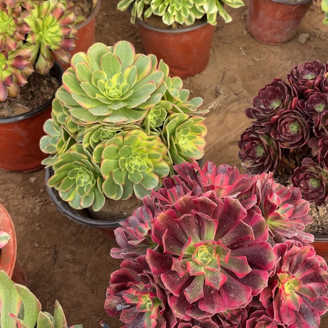 奶白美杜莎组合18.8