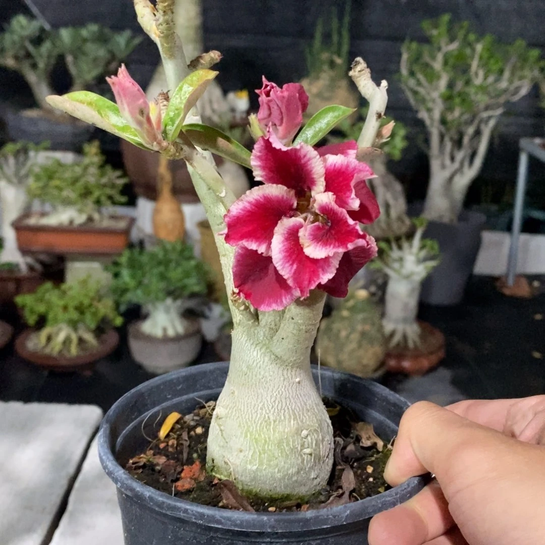 【闪购商品】布***虫344