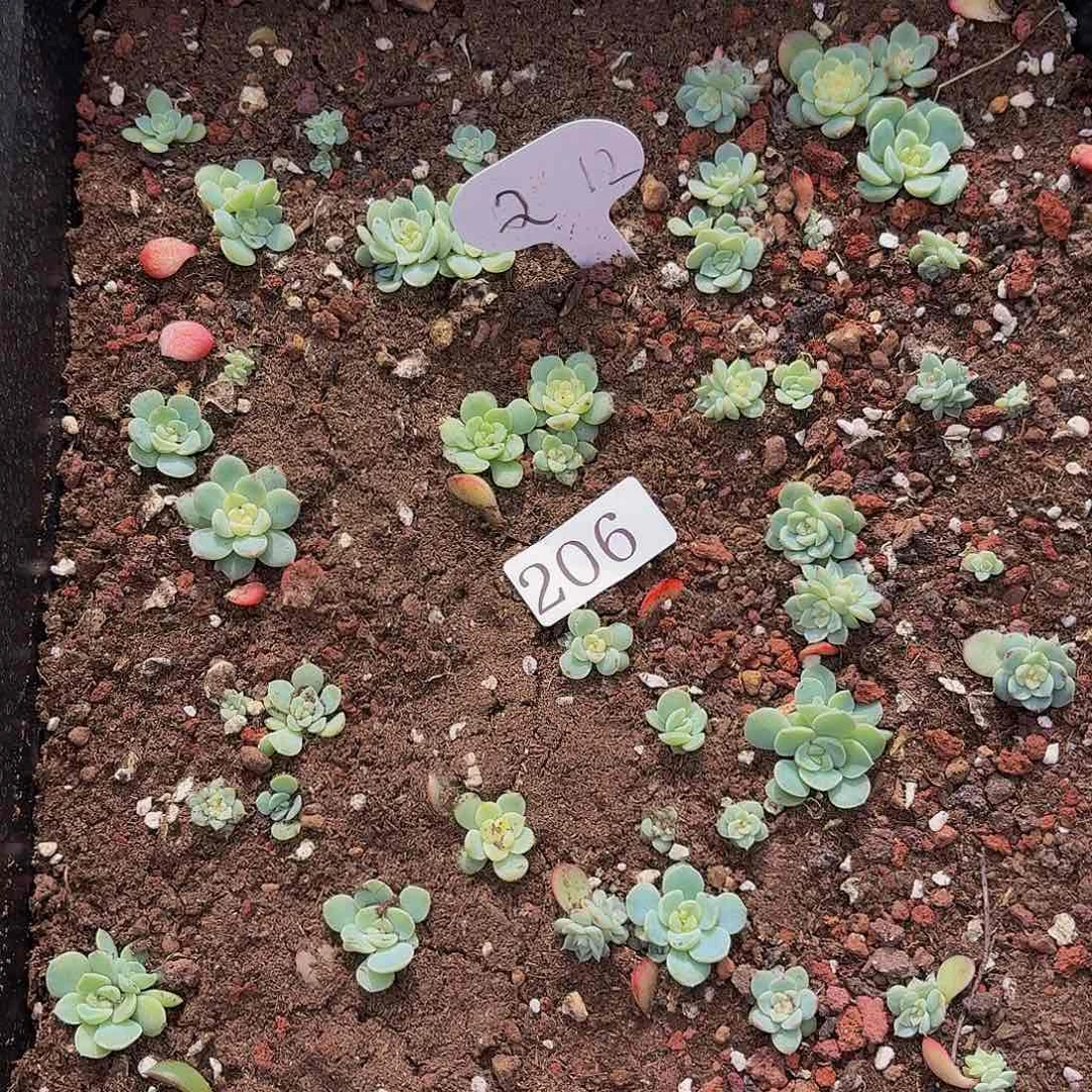 多肉植物多肉植物206